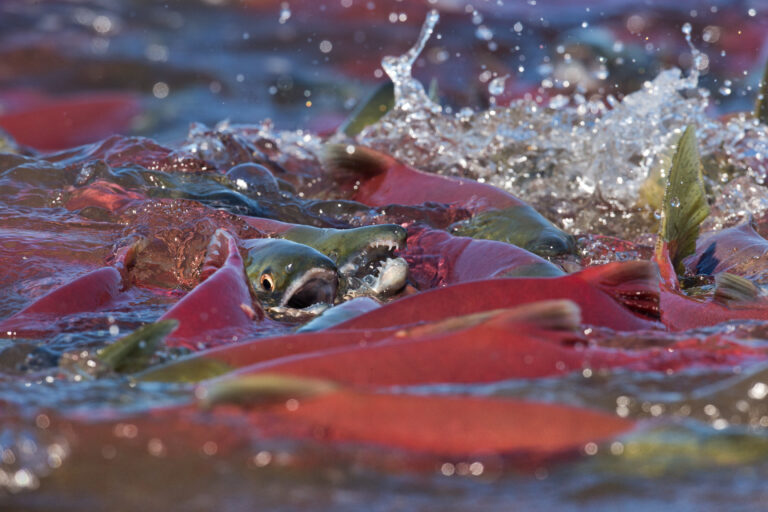 Ever Wonder How Skeena Salmon Runs Compare to Historical Numbers?  Now You Can Find Out!